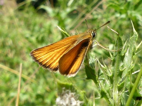 Réf. 305 290 : Thymelicus sp.
